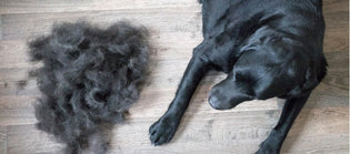  Pet Hair and Fur Causes a Mess in your Home! Solve it with HYLA!